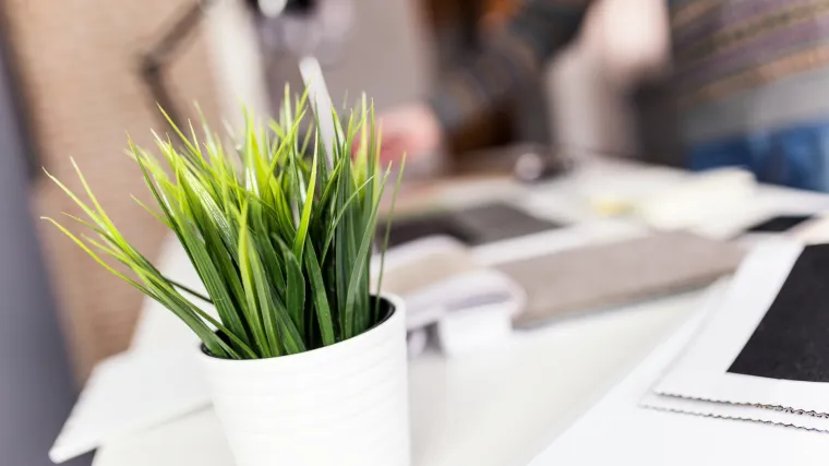 Bole vas oči od računala? Biljka će spasiti stvar