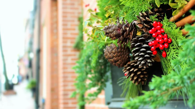 Znate li da je imela crvena zaštićena i ne smije se brati u prirodi?