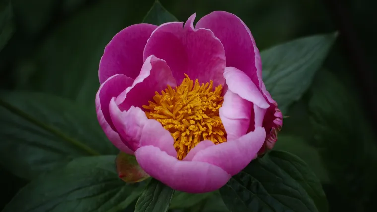 Drvenasti božur: savjeti za sadnju, uzgoj i održavanje