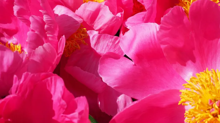 Upoznajte najljepše vrste božura