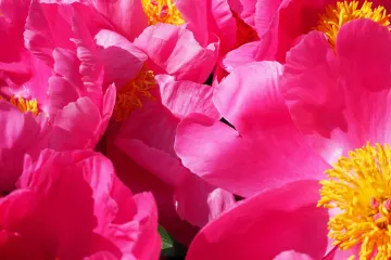 Upoznajte najljepše vrste božura