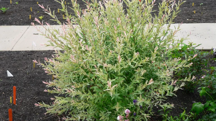 Ukrasna vrba: savjeti za uspješni uzgoj ukrasne vrbe