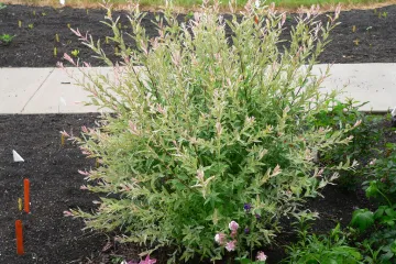 Ukrasna vrba: savjeti za uspješni uzgoj ukrasne vrbe