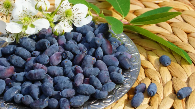 Što znate o sibirskoj borovnici?