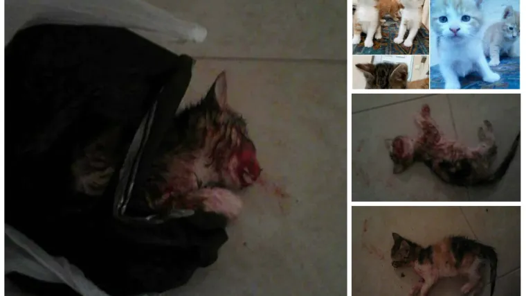 Žena mačku zatukla &scaron;tapom, spremila ju u vreću i bacila u smeće