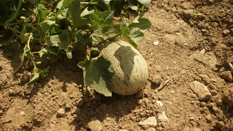 Kako se sadi dinja: savjeti za uspješnu sadnju dinje