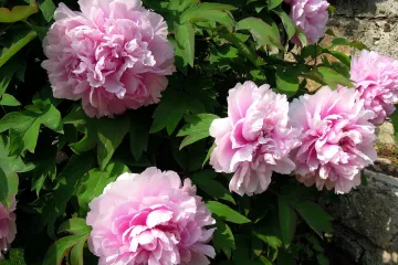 Kada cvate božur: savjeti za uzgoj prekrasnog božura