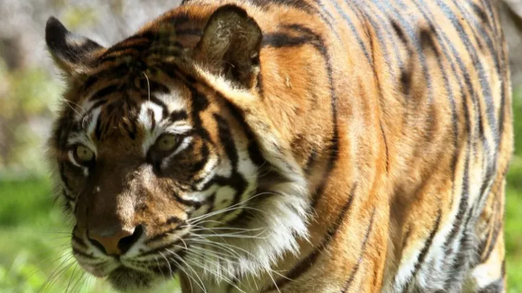 Divlje životinje uopće nisu pobjegle iz njemačkog zoolo&scaron;kog vrta