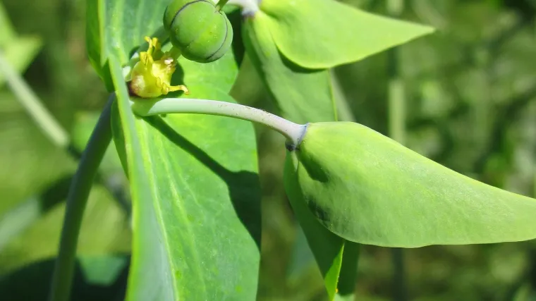 Znate li da mlječika biljka spada u otrovno bilje?