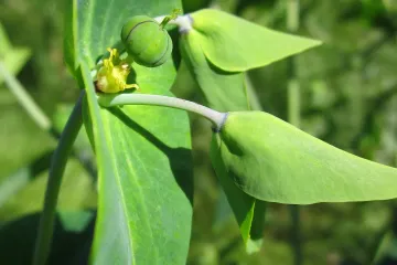 Znate li da mlječika biljka spada u otrovno bilje?