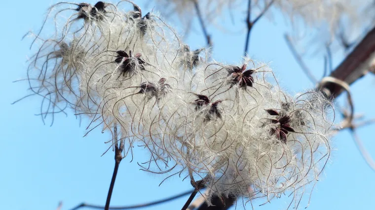 Pavitina biljka - penjačica s bradom