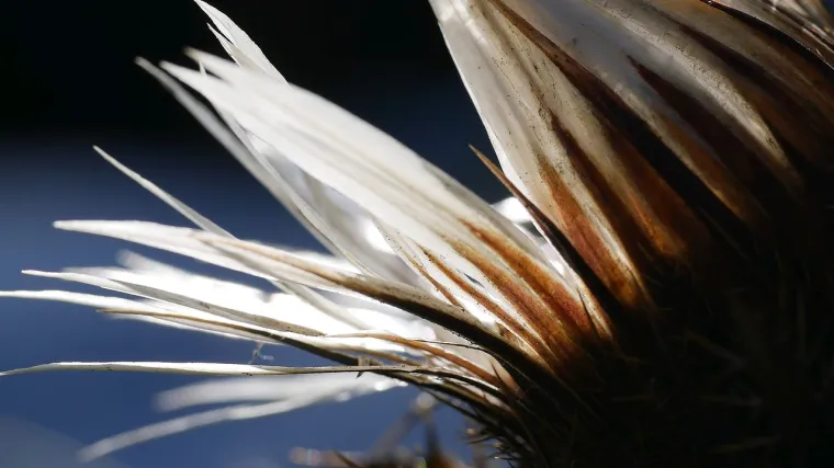 Kotrljan biljka - biljka slavne prošlosti