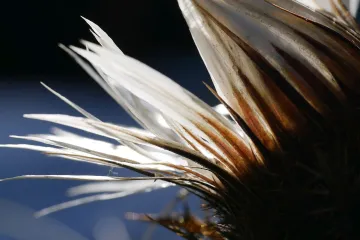 Kotrljan biljka - biljka slavne prošlosti