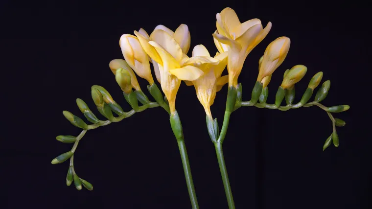 Frezije u tegli  -  gomoljasto cvijeće u vašem vrtu