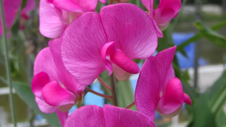 Grahorica biljka uzgaja se u dekorativne svrhe