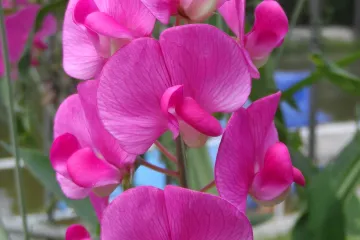 Grahorica biljka uzgaja se u dekorativne svrhe