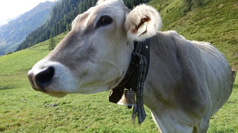 Spasite bređu bugarsku kravu Penku: žele je ubiti jer je iz EU zalutala u Srbiju