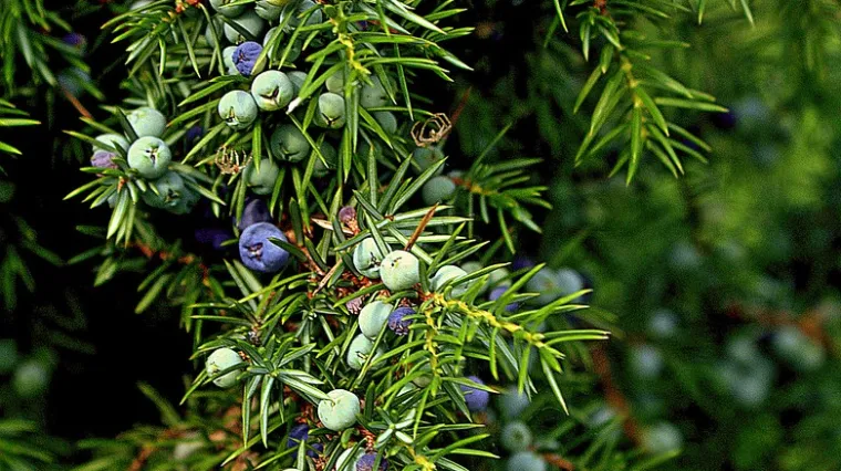 Somina biljka - Znate li gdje raste somina biljka i je li jestiva?