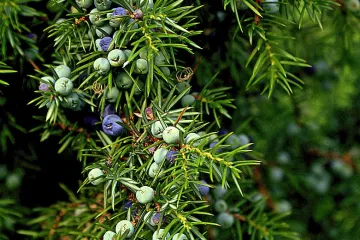 Somina biljka - Znate li gdje raste somina biljka i je li jestiva?