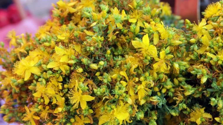 Pljuskavica biljka - poznata ljekovita biljka