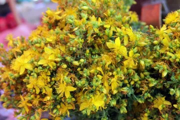 Pljuskavica biljka - poznata ljekovita biljka