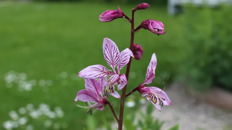 Jasenak biljka - zanimljiva biljka koja gori noću