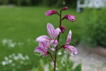 Jasenak biljka - zanimljiva biljka koja gori noću