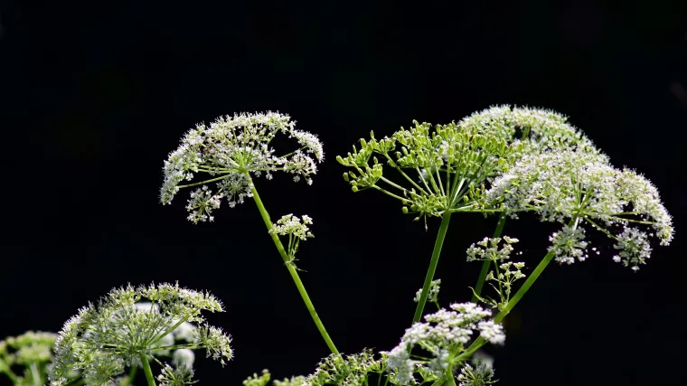 Kukuta biljka - otrovna biljka koja je ubila Sokrata