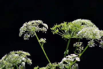 Kukuta biljka - otrovna biljka koja je ubila Sokrata