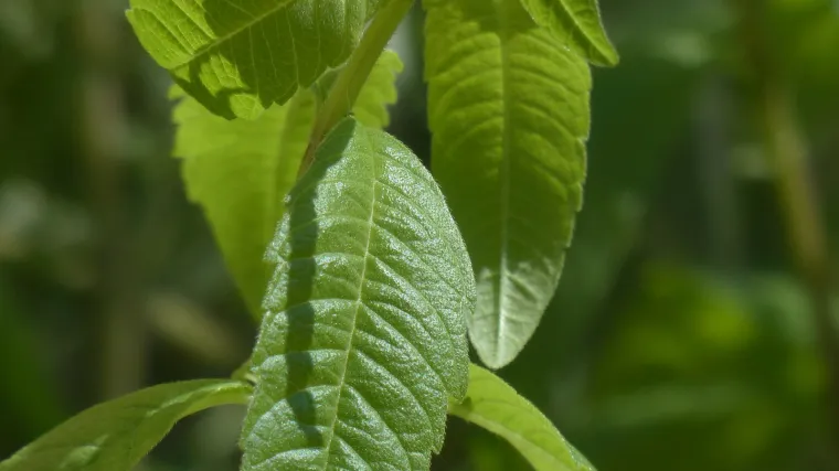 Alviza biljka - koliko poznajete ovu biljku?