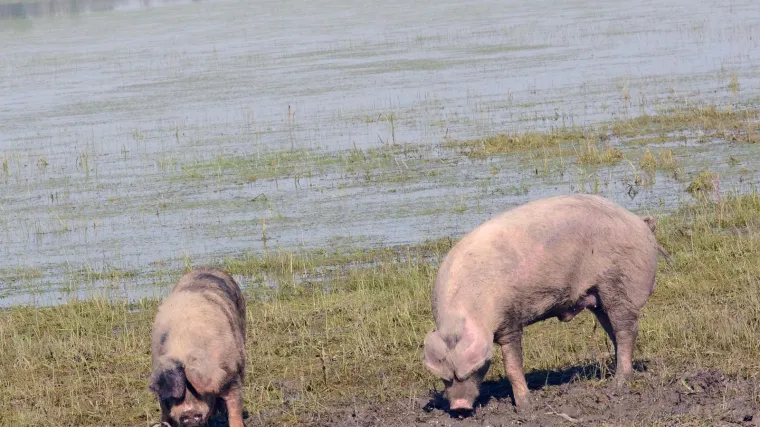 Meksiko uzvratio SAD-u: uveli carine na čelik, svinjetinu i viski