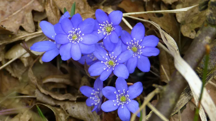Znate li za što se sve koristi jetrenka biljka?