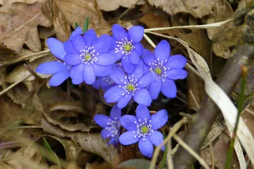 Znate li za što se sve koristi jetrenka biljka?