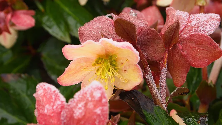 Kukurijek: uzgoj, sadnja i održavanje