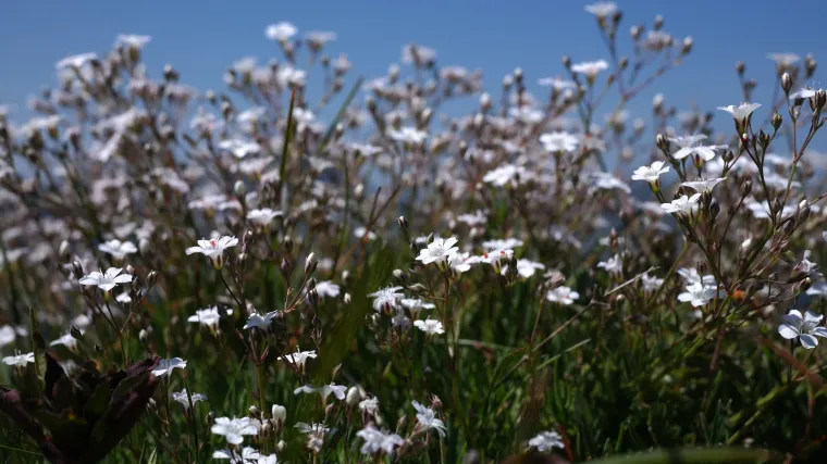 Sadarka ukrasni cvijet iz obitelji Caryophyllaceae