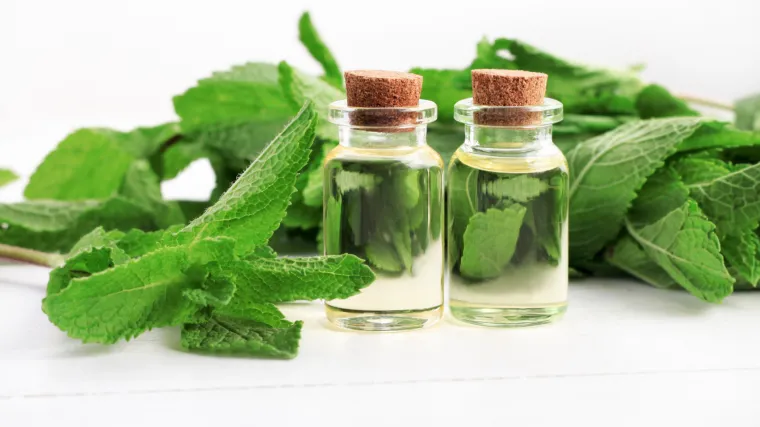 Citronovac biljka kao ljekoviti i mirisni grm u vašem domu