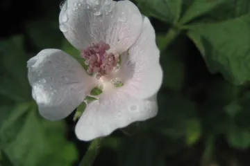 Ukrasni sljez - lijep ukras na balkonima ili ljekovita biljka?