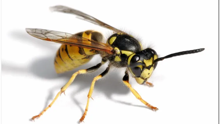 Znate li kako se rije&scaron;iti osinjaka?