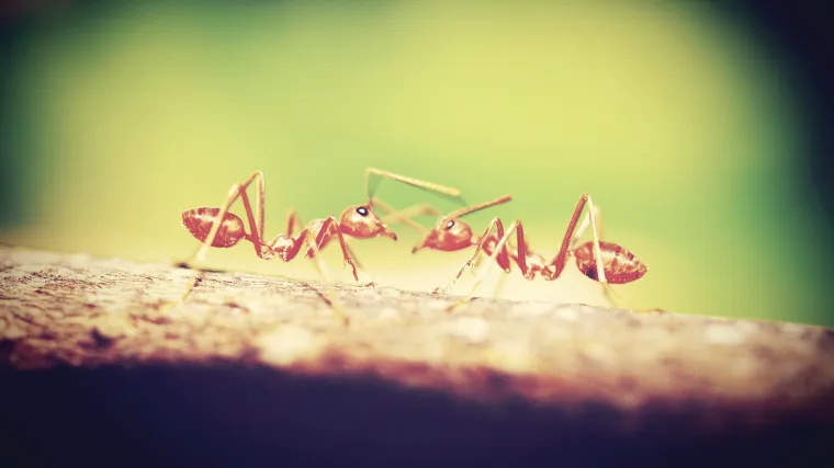 Što raditi kada se pojave faraonski mravi u stanu?