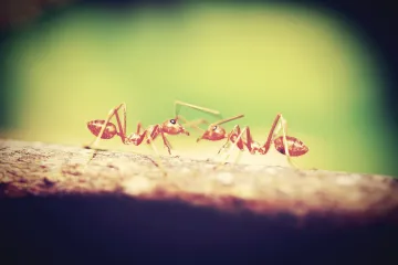 Što raditi kada se pojave faraonski mravi u stanu?