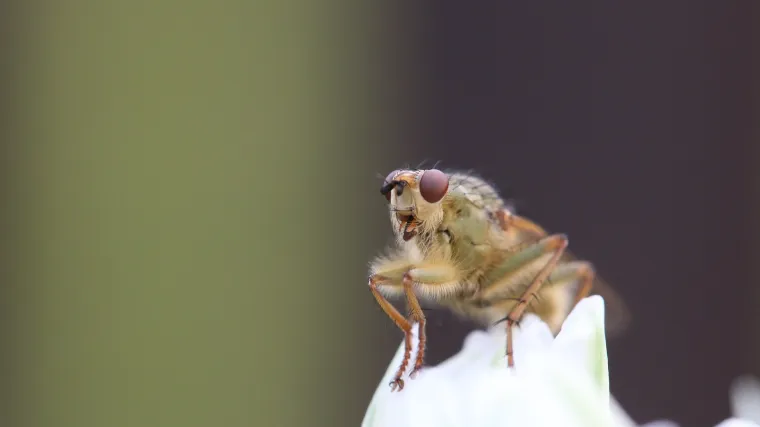 Znate li kako se riješiti dosadnih vinskih mušica?