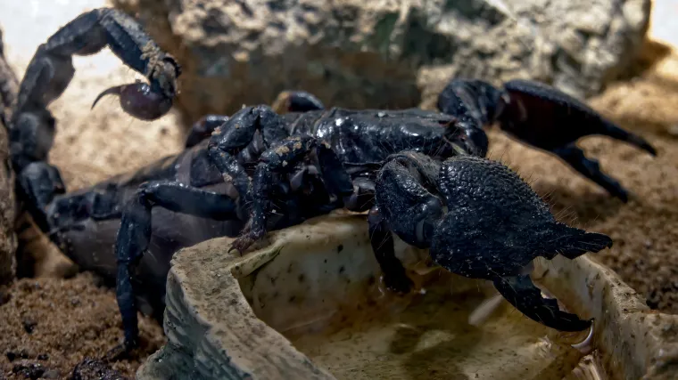 Znate li kako se riješiti škorpiona u kući?