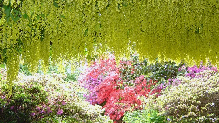 Loropetalum biljka - svestrana biljka krajobraza