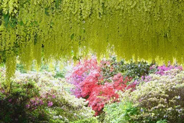 Loropetalum biljka - svestrana biljka krajobraza