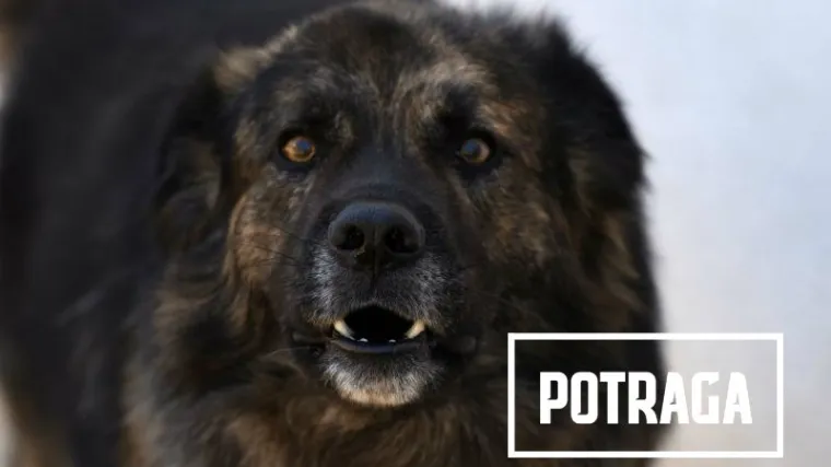 Medo je napokon na slobodi! Posjetili smo psa koji je od 6 godina svog života proveo 4 u kućnom pritvoru