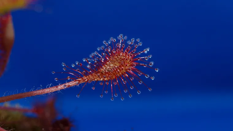 Okruglolisna rosika poznata kao ljekovita mesožderka