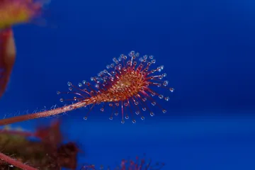 Okruglolisna rosika poznata kao ljekovita mesožderka