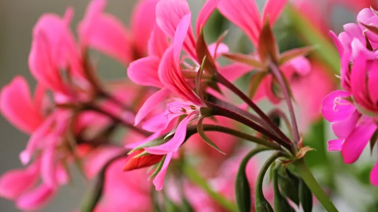 Vrt na balkonu: savjeti za uzgoj na balkonskog cvijeća