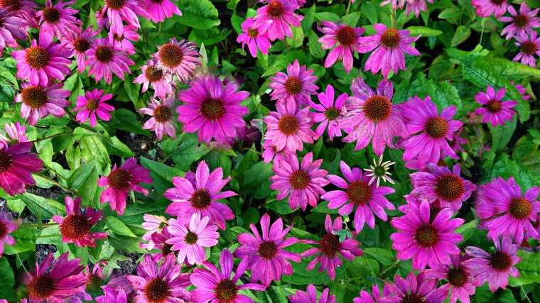 Echinacea biljka - najpopularnija ljekovita biljka