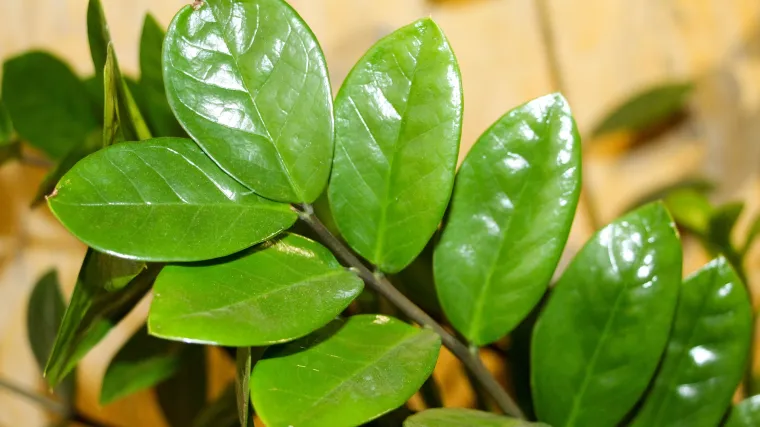 Znate li kako se biljke hrane?